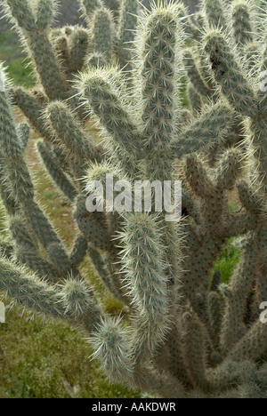 Gander s Cholla Cylindropuntia ganderi Anza Borrego State Park California Foto Stock