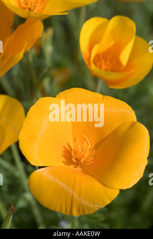 Mexican Gold papaveri aka: California Poppy Escholzia californica ssp mexicana Arizona Foto Stock