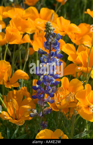 Fioritura di papaveri messicano e di lupino in Arizona Foto Stock