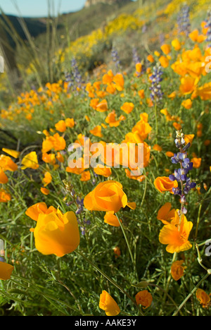 Papaveri messicano e organo di lupino tubo Monumento Nazionale Arizona Foto Stock