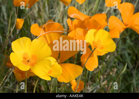 Mexican Gold Poppy aka: California Poppies Escholzia californica ssp mexicana Arizona Foto Stock