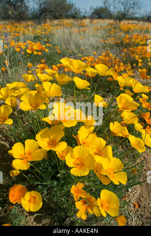 Mexican Gold Poppy Escholzia californica ssp mexicana Arizona Foto Stock