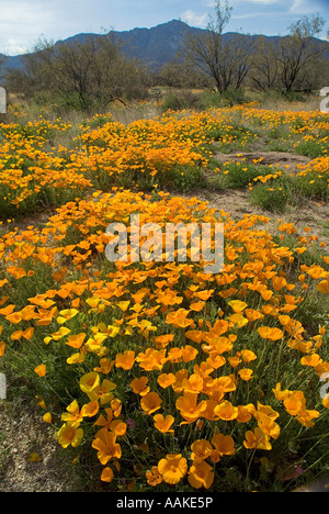 Mexican Gold papaveri aka; California Poppies Escholzia californica ssp mexicana nei pressi di Kitt Peak in Arizona Foto Stock