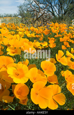 Mexican Gold Poppy Escholzia californica ssp mexicana Arizona Foto Stock