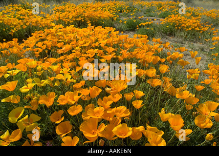 Mexican Gold Poppy Escholzia californica ssp mexicana Arizona Foto Stock