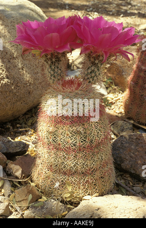 Arizona Rainbow Cactus Echinocereus rigidissimus Arizona Foto Stock