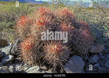 Il cotone Top Cactus, Echinocactus polycephalus, Deserto Mojave, California Foto Stock