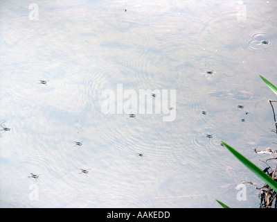 Pond skaters Devon England Regno Unito Foto Stock