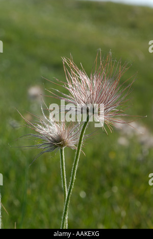 Piccola "Pasque Flower (Pulsatilla pratensis) Foto Stock