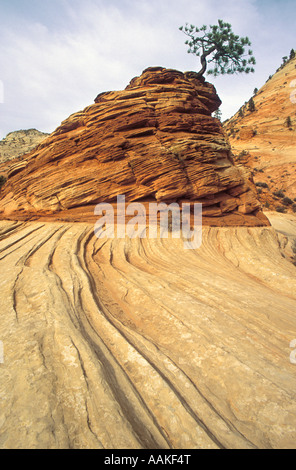 Formazioni di arenaria Zion National Park nello Utah Foto Stock