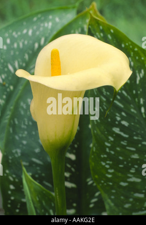 Zantedeschia elliottiana Foto Stock