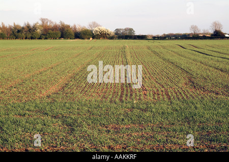 Vista lungo linee di perforazione di giovani raccolto di cereale giovani raccolto di grano nel Regno Unito per i seminativi Foto Stock