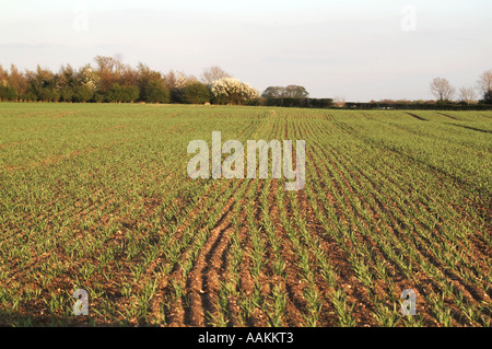 Vista lungo linee di perforazione di giovani raccolto di cereale giovani raccolto di grano nel Regno Unito per i seminativi Foto Stock