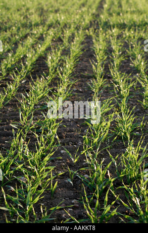 Vista lungo linee di perforazione di giovani raccolto di cereale giovani raccolto di grano nel Regno Unito per i seminativi Foto Stock