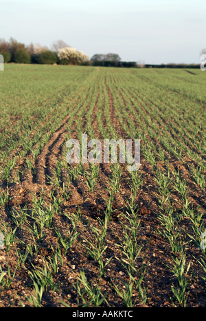 Vista lungo linee di perforazione di giovani raccolto di cereale giovani raccolto di grano nel Regno Unito per i seminativi Foto Stock