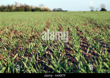 Vista lungo linee di perforazione di giovani raccolto di cereale giovani raccolto di grano nel Regno Unito per i seminativi Foto Stock