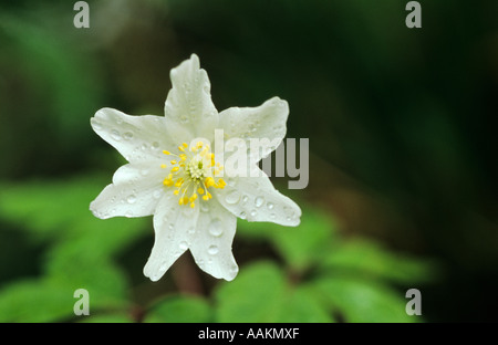 Anemone legno, Anemone nemorosa ,, Brampton legno, Cambridgeshire, England, Regno Unito Foto Stock