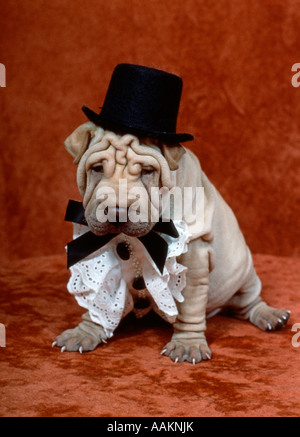 SHAR PEI cane vestito in smoking costume e top hat Foto Stock