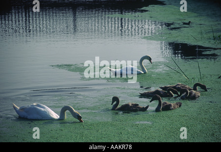Famiglia di Cigni sul fiume Chelmer a Chelmsford Essex Inghilterra Foto Stock