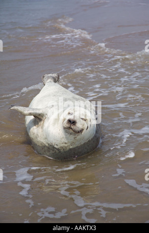 Guarnizione comune, Phoca vitulina, crogiolarsi al sole sulla costa della contea del Kent settentrionale vicino all'isola di Thanet Foto Stock