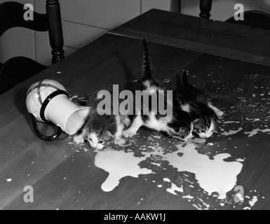 Anni Cinquanta tre gattini sul piano del tavolo che avvolge il latte versato dalla brocca rovesciata Foto Stock