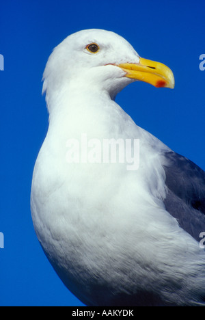 SEA GULL IN ROCKY CREEK parco statale OREGON Foto Stock