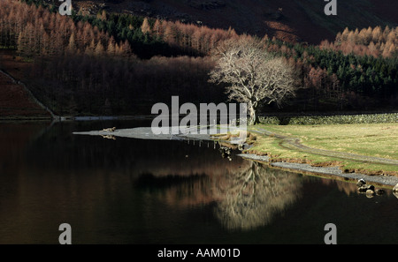 Fraxinus frassino in basso sole invernale che si riflette in Buttermere, Lake District, Cumbria, Inghilterra Foto Stock