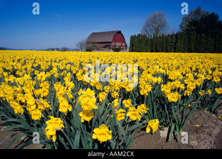 Campo di narcisi in agriturismo WASHINGTON Foto Stock