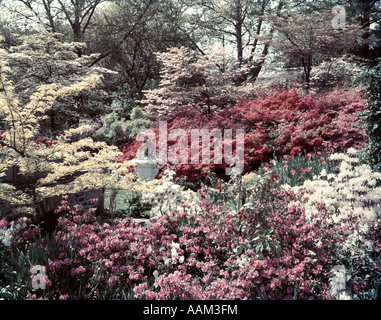 Anni Cinquanta Spring Garden in piena fioritura CON SANGUINELLO AZALEA RHODODENDRON fiore rosa bianco Foto Stock