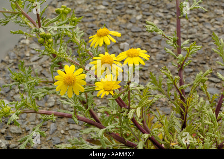 Oxford erba tossica, Senecio squalidus Foto Stock