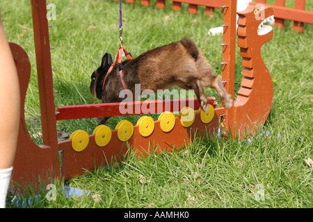 Concorrenti di coniglio in un'agilità jumping contest Foto Stock