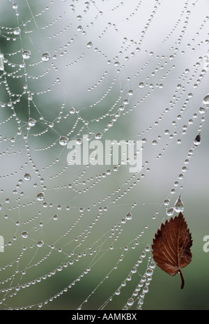 Spider Web con gocce d'acqua Foto Stock