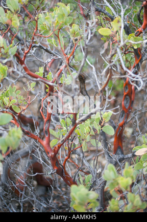 Punto Manzanita foglia impianto Arizona USA Foto Stock