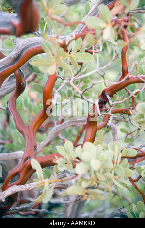 Punto Manzanita foglia impianto Arizona USA Foto Stock