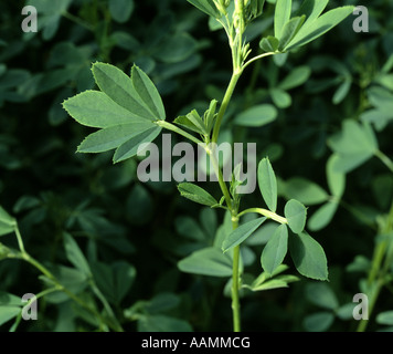 MULTI LEAF ALFALFA PIONEER FARM QUARRYVILLE PA Foto Stock