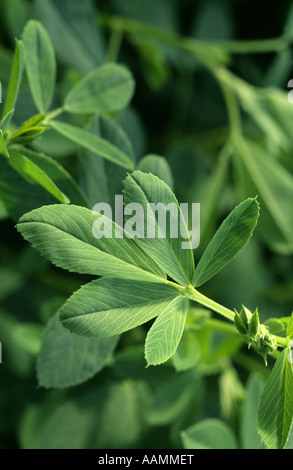 MULTI LEAF ALFALFA PIONEER FARM QUARRYVILLE PA Foto Stock