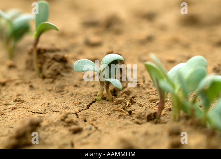 Germogli di erba medica PIONEER RESEARCH FARM QUARRYVILLE PA Foto Stock