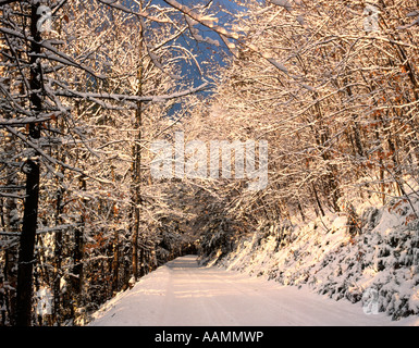 Degli anni Ottanta la luce solare sulla nuova caduta neve coperti di alberi e una strada di campagna Albany New Hampshire Foto Stock