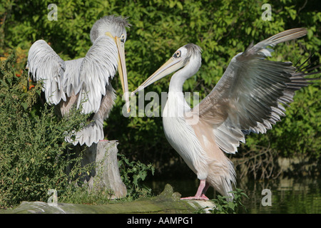 Due backup rosa pellicani (Pelecanus rufescens) in piedi faccia a faccia Foto Stock