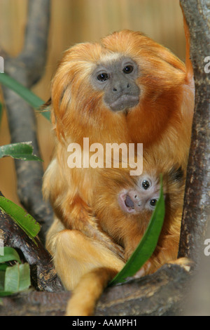 Un giovane Golden Lion Tamarin (Leontopithecus rosalia), 18 giorni, seduto su un ramo insieme con sua madre Foto Stock