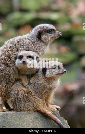 Tre meerkats (suricata suricatta) mantenendo guardare mentre è seduto vicino insieme Foto Stock