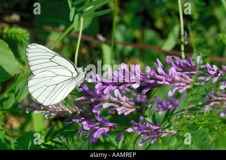 Bianco Black-Veined butterfly, Aporia crataegi, Touraine, Francia. Foto Stock