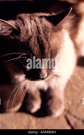 Il gatto domestico presso il giardino Foto Stock