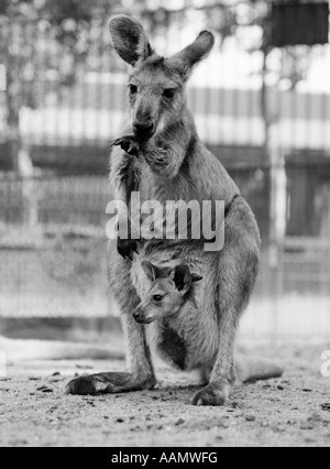 1940s KANGAROO IN PIEDI CON JOEY in una custodia Foto Stock