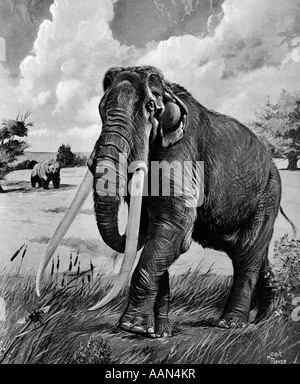 Illustrazione Di WOOLY MAMMOTH con lunghe zanne e tronco con un orso IN BACKGROUND Foto Stock