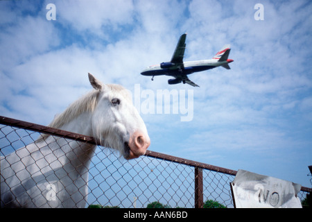 Cavallo con bassa aeromobile che vola a farm nr London Heathrow Airport Foto Stock