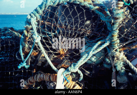 Lobster pentole sul molo, St Ives, Cornwall, Regno Unito Foto Stock