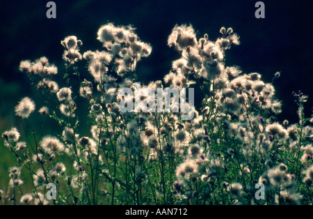 Thistle retroilluminato con Teste di seme Foto Stock