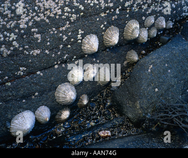 Patelle e cirripedi disposti sulle rocce sull'isola di Arran Ebridi Interne in Scozia Foto Stock