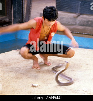 Uomo di tentare di gestire cobra a fattoria di serpenti Nakhon Pathom Thailandia Foto Stock